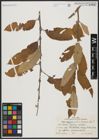 Foto von Salix aegyptiaca L. x Salix turanica Nasarow